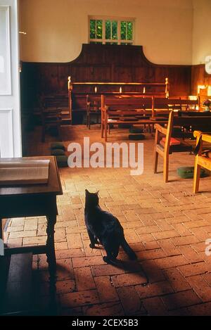 Gatto nero amichevole in Old Jordans Quaker Meeting House. Beaconsfield. Buckinghamshire. Inghilterra. REGNO UNITO Foto Stock
