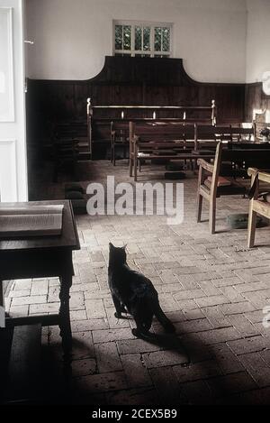 Gatto nero amichevole in Old Jordans Quaker Meeting House. Buckinghamshire. Inghilterra. REGNO UNITO Foto Stock