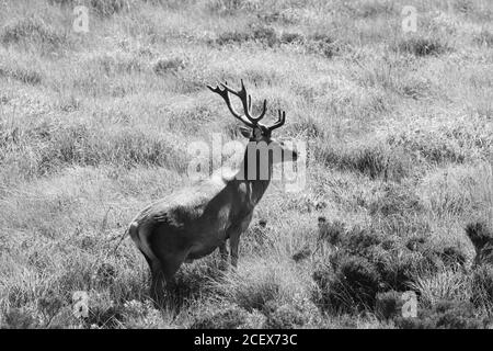 Immagine in bianco e nero di un Red Deer Stag in piedi in brughiera, Applecross, West Highlands, Scozia, Regno Unito Foto Stock