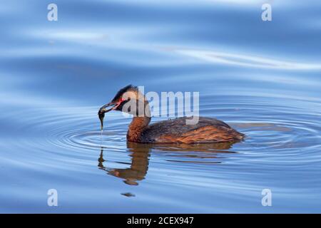 Grembo cornato / grembo slavone (podiceps auritus) Nuoto con stickleback a tre punti catturati (Gasterosteus aculeatus) pesce in becco d'estate Foto Stock