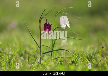 Fritillarie testa serpente / gigli a scacchi (Fritillaria meleagris) in fiore in prato / prateria in primavera Foto Stock