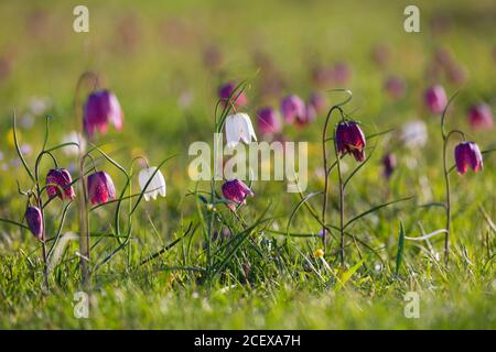 Fritillarie testa serpente / gigli a scacchi (Fritillaria meleagris) in fiore in prato / prateria in primavera Foto Stock