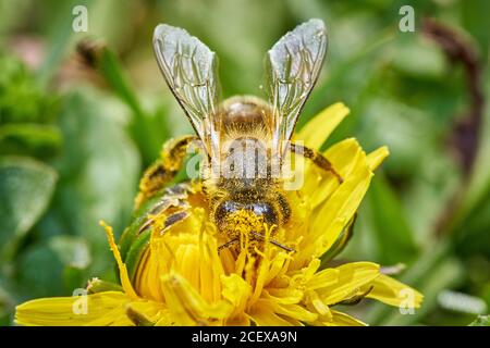 ape di miele che raccoglie polline su un fiore di dente di leone nel giardino - vista frontale Foto Stock