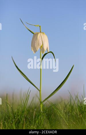 Testa di serpente fritillary / giglio a scacchi (Fritillaria meleagris) in fiore in prato / prateria in primavera Foto Stock