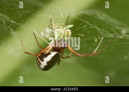 Macro dettagliata di un ragno comune dell'armadio (Steatoda) appeso capovolto nel nastro catched una afide Foto Stock