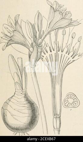 . il regno vegetale : o, la struttura, la classificazione e gli usi delle piante, illustrati sul sistema naturale. Forbesia, Eckl. Numeri. Gen. 4. SP. 60. Orchidacece.position.-Heemodoracese.-Hypoxidace^.-AmaryUidacete.ApostasiacecE. Fig. CII.-1. Seme di Curculigo orchioides; 2. Una sezione perijendicolare di i.-G(ertna: Narcissales.] AMARYLLIDACE^. 155. Foto Stock