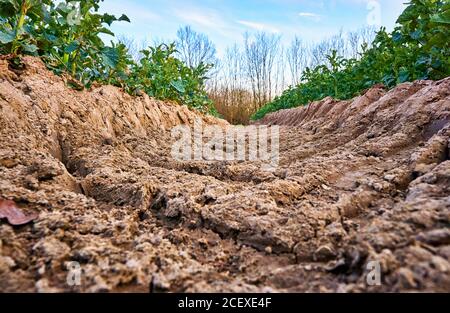 Il trattore si trova in un campo con alberi e cielo blu sullo sfondo. Foto Stock