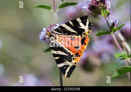 Maglia Tiger Moth nectaring Foto Stock