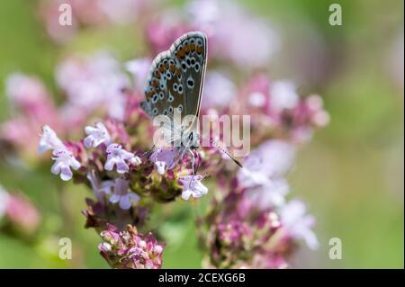 Femmina marrone Argus farfalla nectaring su Oregano fiori Foto Stock