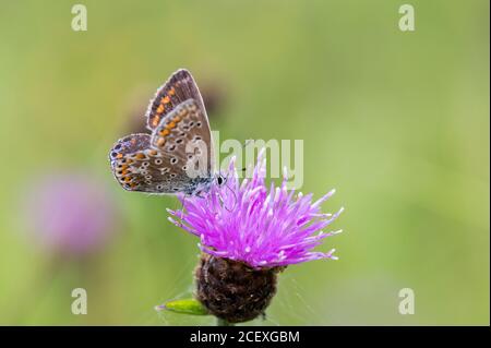 Femmina comune farfalla blu nectaring Foto Stock