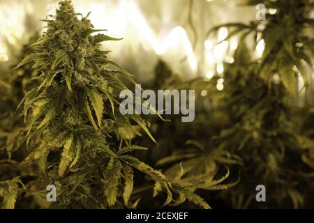 Cespugli verdi di piante di Cannabis che crescono in serra con laboratorio apparecchiature per l'industria farmaceutica Foto Stock