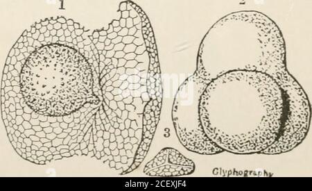 . il regno vegetale : o, la struttura, la classificazione e gli usi delle piante, illustrati sul sistema naturale. Fig. XLVI. GIvphoffr.PK, fig. XVII. 70 LYCOPODIACE^. [ACROGENS. Foto Stock