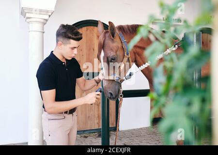 Vista laterale del giovane e affollato maschio equestre in piedi in stalla uso di rasoio elettrico per radere il muso di cavallo di castagno Foto Stock