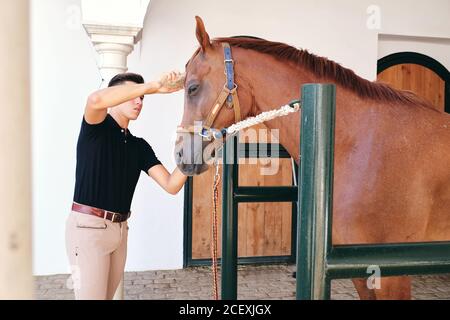 Vista laterale del giovane e affollato maschio equestre in piedi in stalla e il lavaggio muso di cavallo di castagno durante il giorno Foto Stock