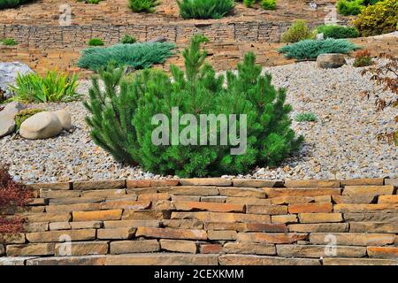 Pino bosniaco nano Pinus leucodermis - pianta di conifere sempreverde decoro in giardino roccioso. Giardinaggio, orticoltura o paesaggio desi Foto Stock