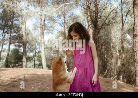 Bambino felice in vestito colorato estivo che gioca con obbediente Cane Shiba Inu mentre si sta insieme nella foresta Foto Stock