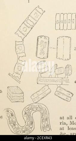 . il regno vegetale : o, la struttura, la classificazione e gli usi delle piante, illustrati sul sistema naturale. -mbella, NAA-icula, Suruella,(sec, sono animalculi. Ha anche recentemente accertato, thatthe frustides di jNJicromega sono metamorfosed mto spore greenglobular. Il Dott. Dickie di Aberdeen ha osservato alcuni-. Foto Stock
