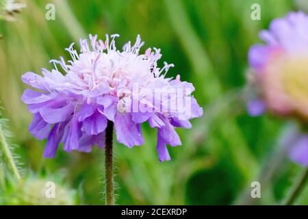 Field Scabious (knautia arvensis), conosciuto anche come Gypsy Rose, primo piano di una singola testa di fiore. Foto Stock