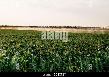 Irrigatore a perno centrale utilizzato per l'irrigazione di campi agricoli con verde piante in terreni agricoli Foto Stock