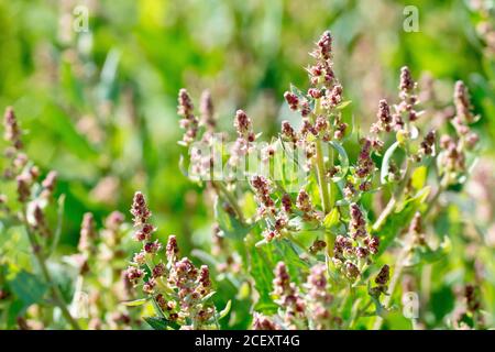 Orache (Atriplex prostrata) con foglie di lancia, primo piano che mostra le punte fiorite della pianta costiera comune. Foto Stock