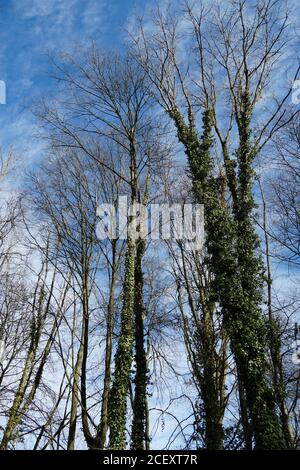 Un gruppo di alberi in inverno, alcuni dei tronchi d'albero sono coperti di edera Foto Stock