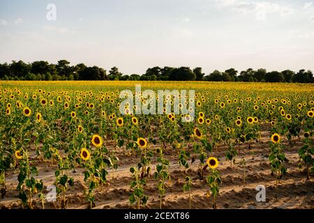 Paesaggio pittoresco di vasto campo agricolo con girasoli gialli in fiore in campagna estiva Foto Stock