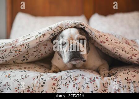 Adorabile Bulldog francese sdraiato sul letto sotto una morbida coperta e. riposarsi a casa mentre si guarda la fotocamera Foto Stock