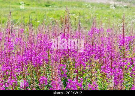Rosebay Willowwib (epilobium, chamaenerion, o chamerion angustifolium), un supporto dei fiori rosa alti al bordo di un campo. Foto Stock
