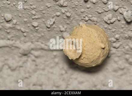 Potter wasp nido fatto di fango attaccato ad un muro esterno. Chiamato anche vespe Mason. Immagine macro con spazio di copia. Foto Stock