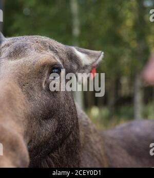 Primo piano ritratto di divertente curioso testa di un alce o. Alce eurasiatica con occhi e naso grossi e marroni Foto Stock