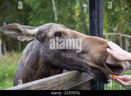 Primo piano ritratto di divertente curioso testa di un alce o. Alce eurasiatica con occhi e naso grossi e marroni Foto Stock