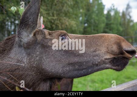 Primo piano ritratto di divertente curioso testa di un alce o. Alce eurasiatica con occhi e naso grossi e marroni Foto Stock