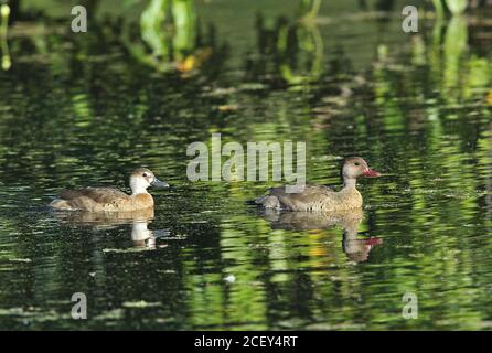 Brasiliano Teal (Amazonetta brasiliensis ipecutiri) coppia di adulti che nuotano sullo stagno REGUA, foresta pluviale atlantica, Brasile luglio Foto Stock