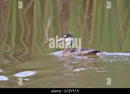 Teal brasiliano (Amazonetta brasiliensis ipecutiri) femmina adulto che nuota sullo stagno REGUA, foresta pluviale atlantica, Brasile luglio Foto Stock