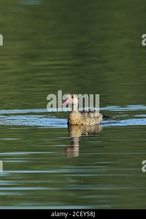 Brasiliano Teal (Amazonetta brasiliensis ipecutiri) maschile adulti nuoto sullo stagno REGUA, Atlantic Rainforest, Brasile luglio Foto Stock