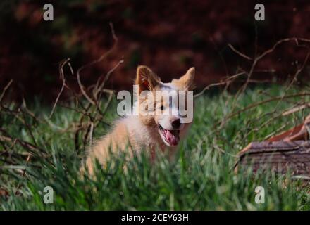 EE Red Border Collie Puppy siede e sorride in erba accanto a Wood nel Giardino della Repubblica Ceca. Australiano Red Border Collie Puppy essere carino. Foto Stock