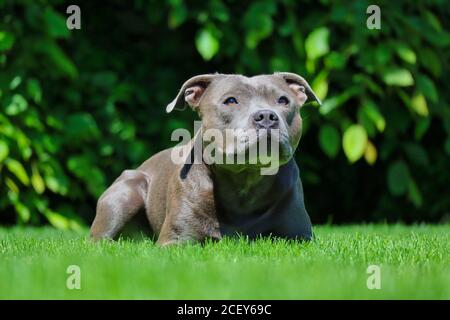 English Staffordshire Bull Terrier si trova su Green Grass nel Giardino. Ritratto con Blue Staffy in Repubblica Ceca. Foto Stock