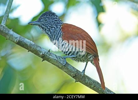 Antshreke (Thamnophilus palliatus vestitus) di castagno maschile arroccato sul ramo REGUA, foresta pluviale atlantica, Brasile giugno Foto Stock