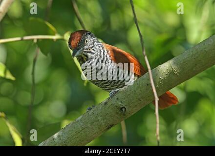 Antshreke (Thamnophilus palliatus vestitus) femmina adulta arroccata sul ramo REGUA, foresta pluviale atlantica, Brasile giugno Foto Stock