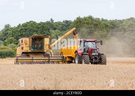 Woodbridge, Suffolk UK Agosto 02 2020: La mietitrebbia raccoglie grano maturo - agricoltura, agricoltura, cibo, concetto di raccolto Foto Stock