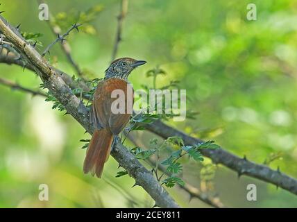 Antshreke (Thamnophilus palliatus vestitus) femmina adulta arroccata sul ramo REGUA, foresta pluviale atlantica, Brasile giugno Foto Stock