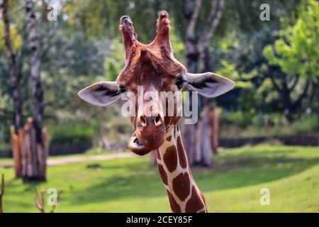 Un ritratto di una testa di giraffa nel parco dello zoo dvůr Králové nella Repubblica Ceca Foto Stock