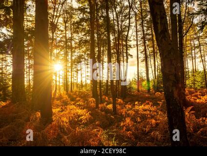 Luce del sole che si illumina attraverso i pini a Vinney Ridge nella New Forest, Hampshire. Foto Stock