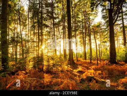 Luce del sole che si illumina attraverso i pini e felci a Vinney Ridge nella New Forest, Hampshire. Foto Stock