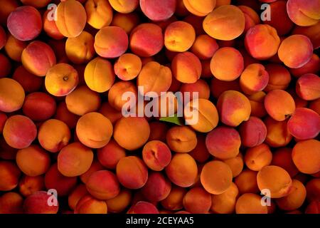 Vista dall'alto, grande gruppo di albicocche, con una piccola foglia verde al centro, vista dall'alto Foto Stock