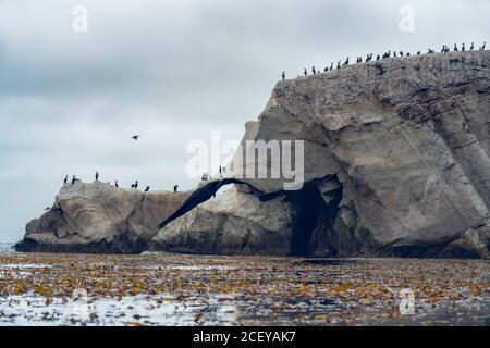 Scogliere rocciose e gregge di cormorani e pellicani, Shell Beach California Foto Stock