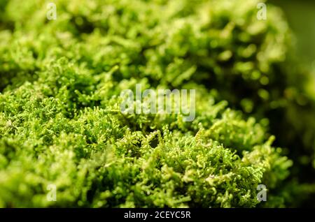 Muschio verde fresco su una pietra in una foresta. Piante piccole, non vascolari senza flusso che formano tipicamente grumi o tappetini verdi densi. Foto Stock