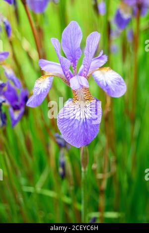 Un singolo fiore viola senza barba Iris in vista portait contro uno sfondo sfocato di fiori verdi e di altri fiori viola Foto Stock