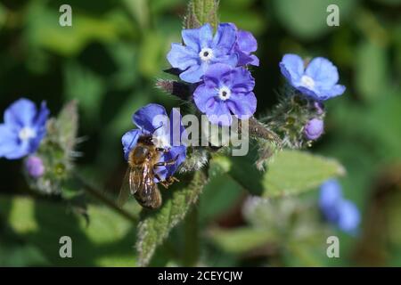 Ape di miele occidentale o ape di miele europea (Apis mellifera) su fiori di alcanet verde (Pentaglottis sempervirens), borragine di famiglia (Boraginaceae) Foto Stock