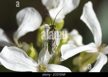 Sawfly della sottofamiglia Nematinae. Famiglia Segheria comune (Tennedinidae). Su fiori bianchi di onestà annuale (Lunaria annua). Crocifissi o cavolo f Foto Stock